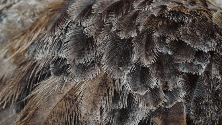 Straußenhof Ebner, © Moststraße, dochbodnliacht Straußenhof Ebner, © Moststraße, dochbodnliacht