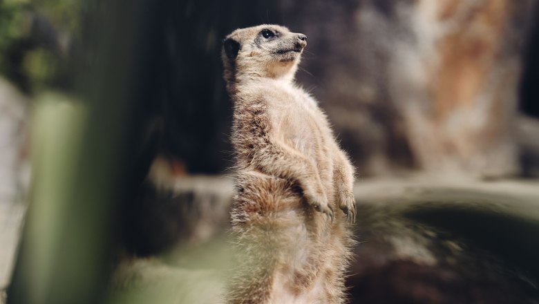 Tierpark Stadt Haag, © Moststraße, dochbodnliacht Tierpark Stadt Haag, © Moststraße, dochbodnliacht