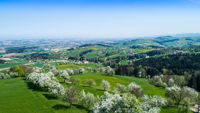 Die Birnbaumblüte von oben betstaunen, © Cleanhill Studios Luftaufnahme einer grünen Landschaft mit blühenden Birnbäumen und Hügeln im Hintergrund.
