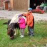 Pony, © Gudrun Berndl Pony, © Gudrun Berndl
