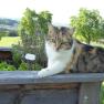 zulehen_katze-hochbeet, © Zulehen zulehen_katze-hochbeet, © Zulehen