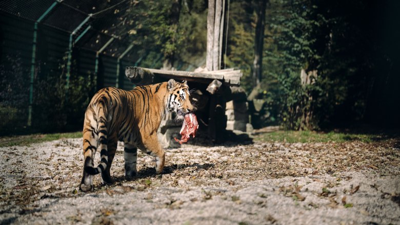 Tierpark Stadt Haag, © Moststraße, dochbodnliacht Tierpark Stadt Haag, © Moststraße, dochbodnliacht