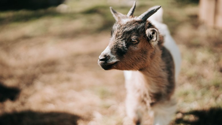 Zwergziegen (1), &copy; MIKU.Media OG