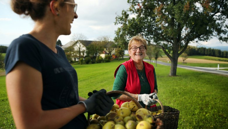Zwei Frauen bei der Birnenernte.