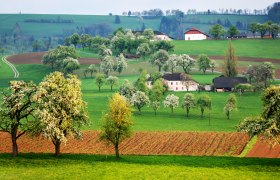 Landschaft mit blühenden Obstbäumen und grünen Feldern in einer hügeligen Region.