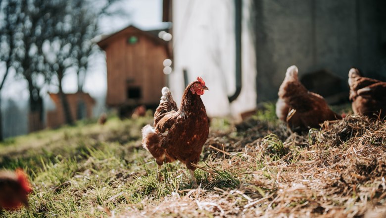 H&uuml;hner (2), &copy; MIKU.Media OG