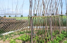 Ein Garten mit Holzgestellen für Kletterpflanzen und grünem Gemüse im Vordergrund.