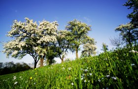 Blühender Birnenbaum an der Moststraße, © Mostviertel Tourismus, weinfranz.at