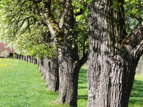 Trefflingblickweg, © Marktgemeinde Seitenstetten