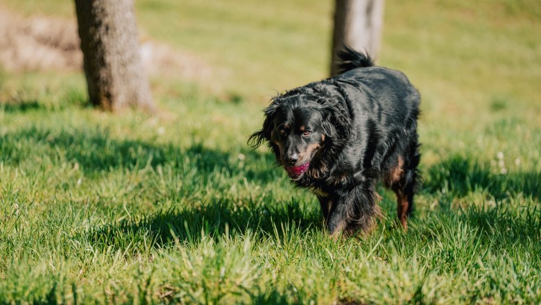 Hofhund Pauli (1), &copy; MIKU.Media OG