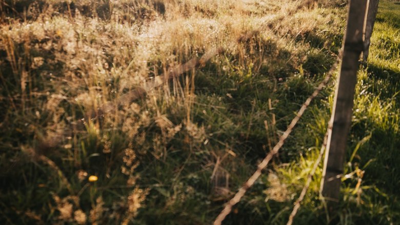 Waldjuwel Mostviertel, &copy; Sabine Wieser Fotografie