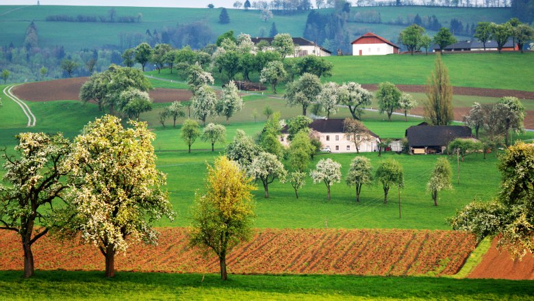 Landschaft mit blühenden Obstbäumen und grünen Feldern in einer hügeligen Region.