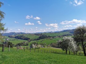 Sonntagbergblick zur Baumblüte, © Brigitte Hofschwaiger