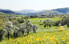 Mostviertler Birnbaumbl&uuml;te, &copy; weinfranz.at