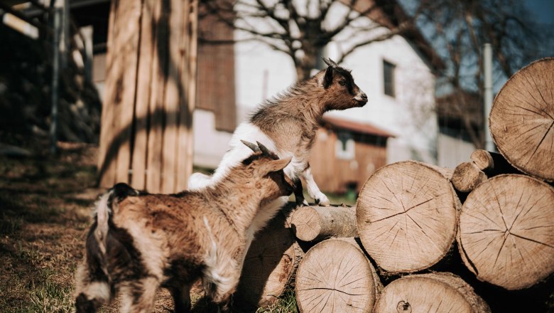 Zwergziegen (2), &copy; MIKU.Media OG