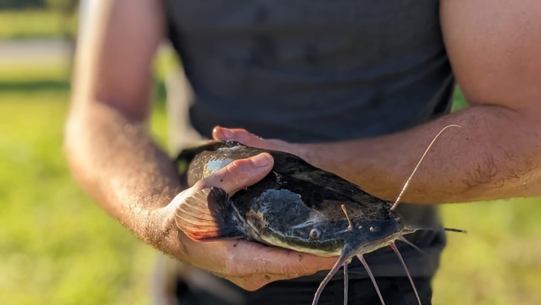 Frischer Wels bei Ab Hof Witzlinger, &copy; Ab Hof Witzlinger