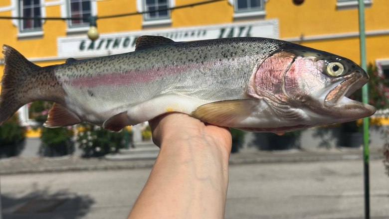 Frisch gefangene Forelle wird vor dem Gasthof Zatl von einer Hand pr&auml;sentiert.