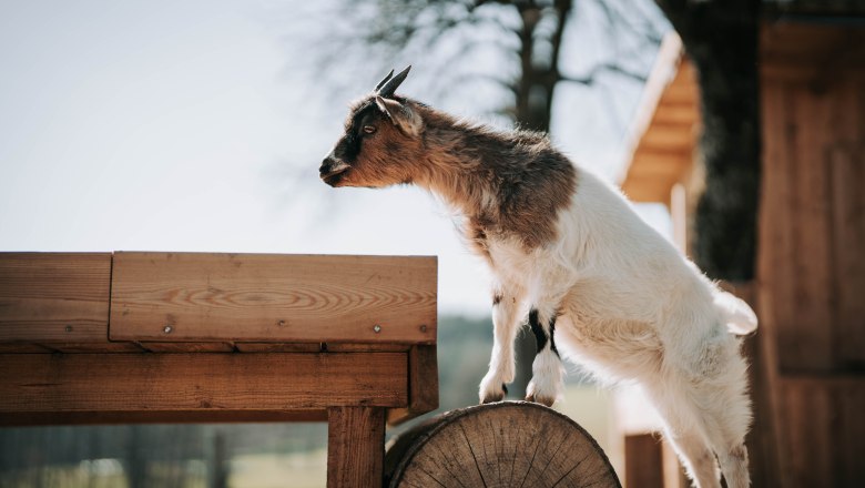 Zwergziegen (3), &copy; MIKU.Media OG
