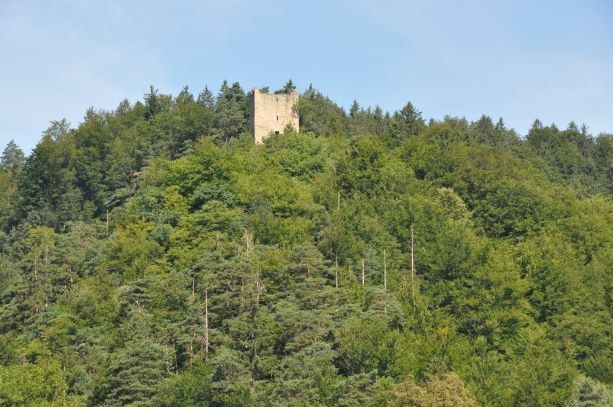 Burgruine auf bewaldetem Hügel unter blauem Himmel., © Marktgemeinde Neustadtl an der Donau