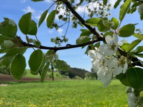 Blühende Bäume entlang des Fröschlauweges, © Marktgemeinde Seitenstetten
