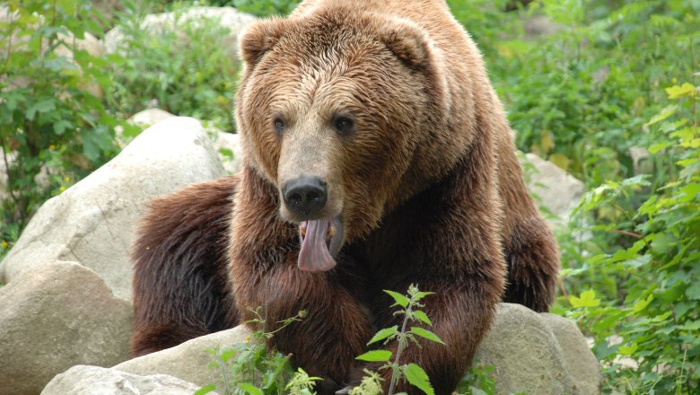 Ein Braunbär liegt zwischen Felsen und Pflanzen und streckt die Zunge heraus.