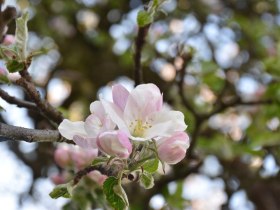 Blüten rund ums Stift, © Marktgemeinde Seitenstetten