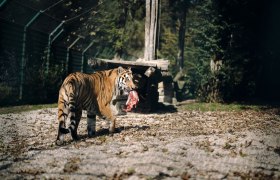 Tierpark Stadt Haag, &copy; Moststra&szlig;e, dochbodnliacht