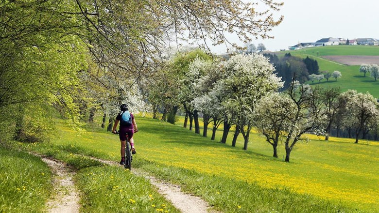 Radeln entlang der Birnbäume, © weinfranz.at