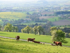 Ein schöner Ausblick, © Marktgemeinde Seitenstetten