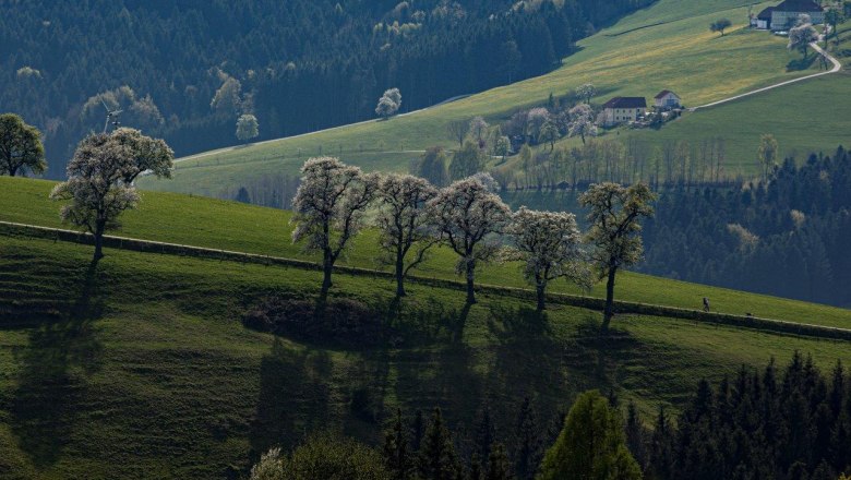 Fotopunkt Mostviertel, &copy; schwarz-koenig.at