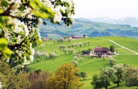 Mosthöhenstraße beim Mostheurigen Voralpenblick, © weinfranz.at