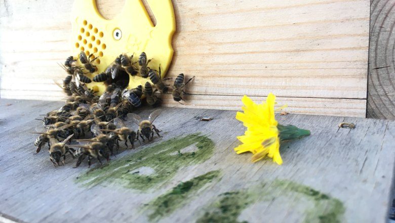 MOSTbee Bio-Honig, &copy; stoefchr.at