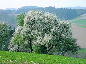 Besonders eindrucksvoll ist die Wanderung zur Zeit der Baumblüte, © Illich-Edlinger Hans