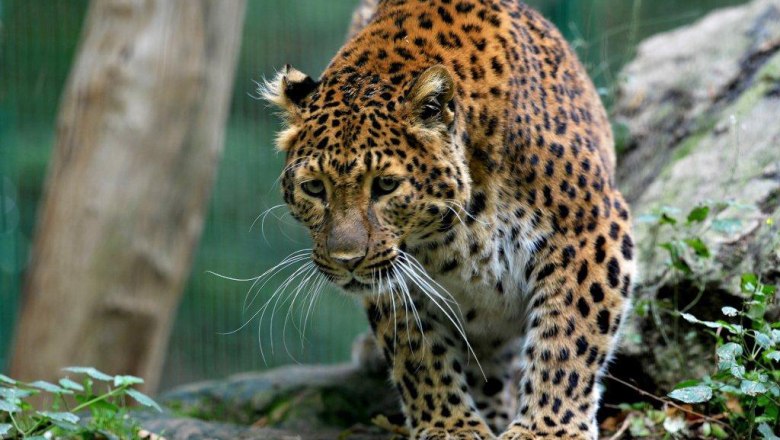 Leopard im Tierpark Haag, © Tierpark Haag