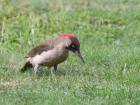 Aufmerksame Wanderer freuen sich über die Besonderheiten der Flora und Fauna, © VSE, Rechberger Josef