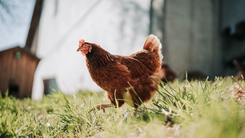 H&uuml;hner (1), &copy; MIKU.Media OG