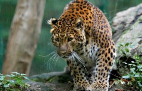 Leopard im Tierpark Haag, &copy; Tierpark Haag