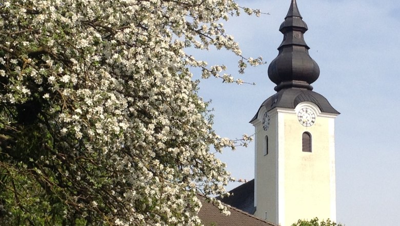 Kirchturm mit blühendem Baum im Vordergrund.