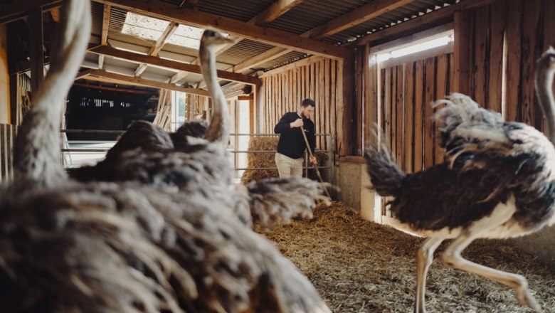 Strau&szlig;enhof Ebner, &copy; Moststra&szlig;e, dochbodnliacht