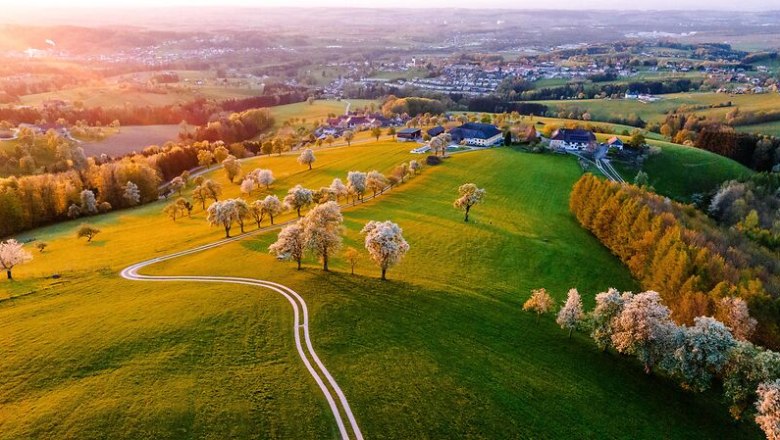 Birnbaumbl&uuml;te von oben, &copy; Sabine Wieser