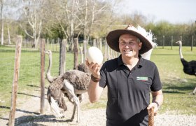 Mann mit Hut h&auml;lt Strau&szlig;enei auf einem Strau&szlig;enhof.