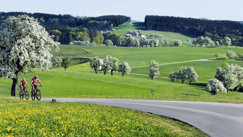 Sanfte Hügel an der Moststraße, © weinfranz.at