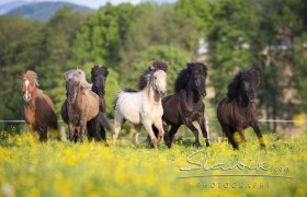 Herde am Islandpferdehof Gut Pöllndorf, © Christiane Slawik