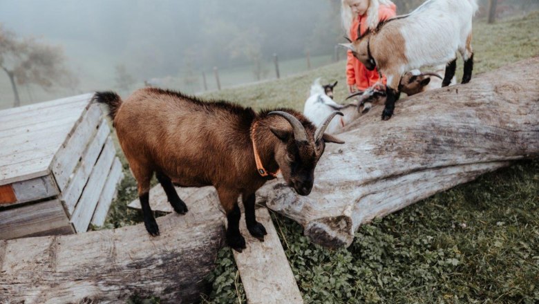 ziegen-am-landhaus-aigner, &copy; Moststra&szlig;e, Daniel Schalhas