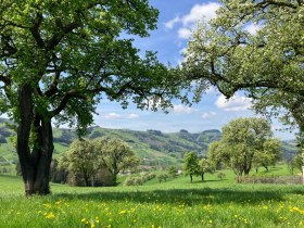 Unterwegs am Trefflingblickweg, © Marktgemeinde Seitenstetten