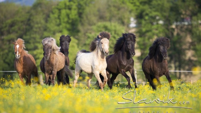 Herde am Islandpferdehof Gut Pöllndorf, © Christiane Slawik