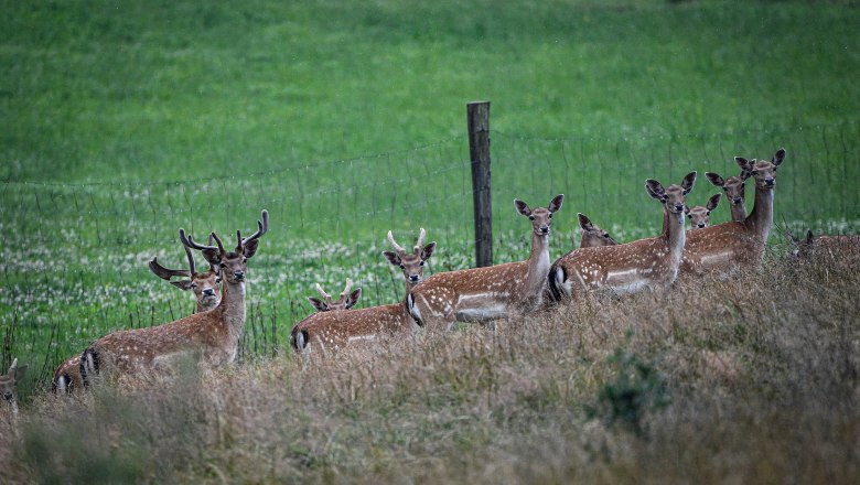 Unser Damwild, &copy; Gruber-Ellinger